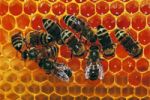 пчелиное маточное молочко - royal gano eworldwide